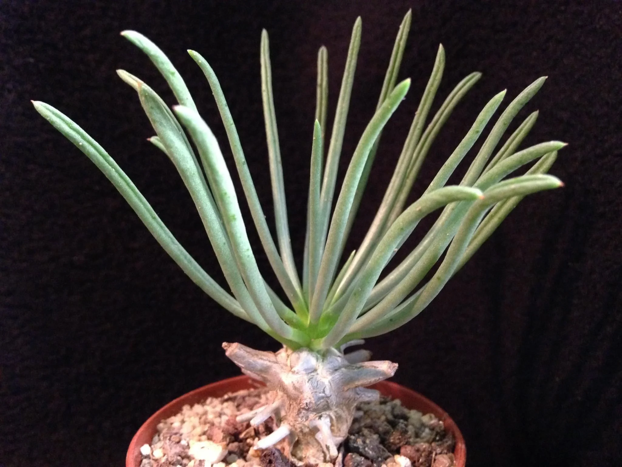 Tylecodon wallichii - 20 seeds