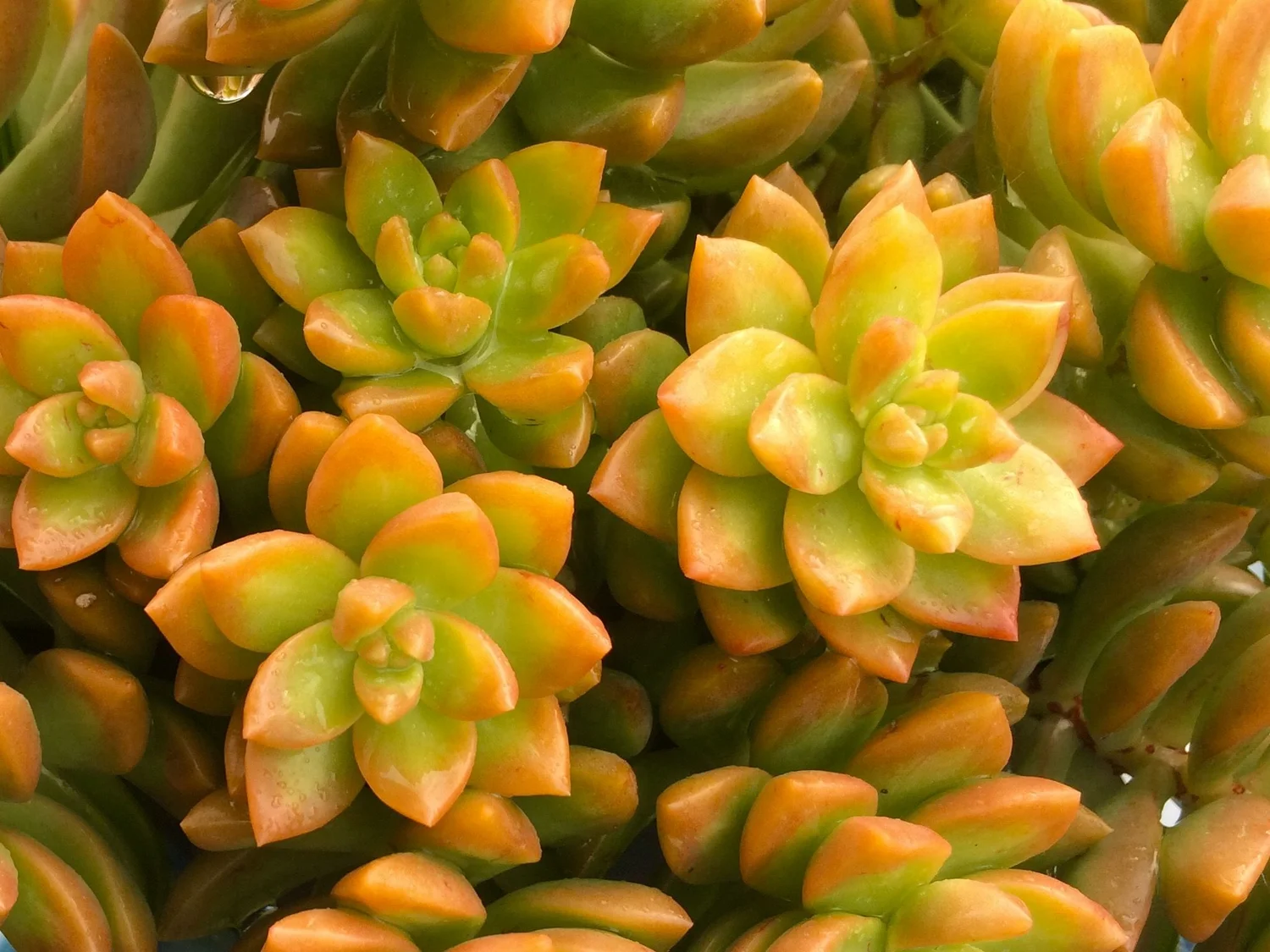 Golden sedum - 20 seeds  rareplant