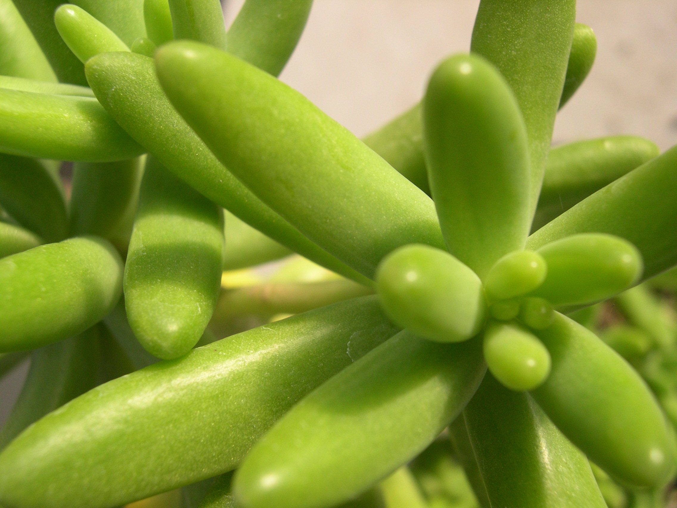 Sedum corynephyllum 2.jpg