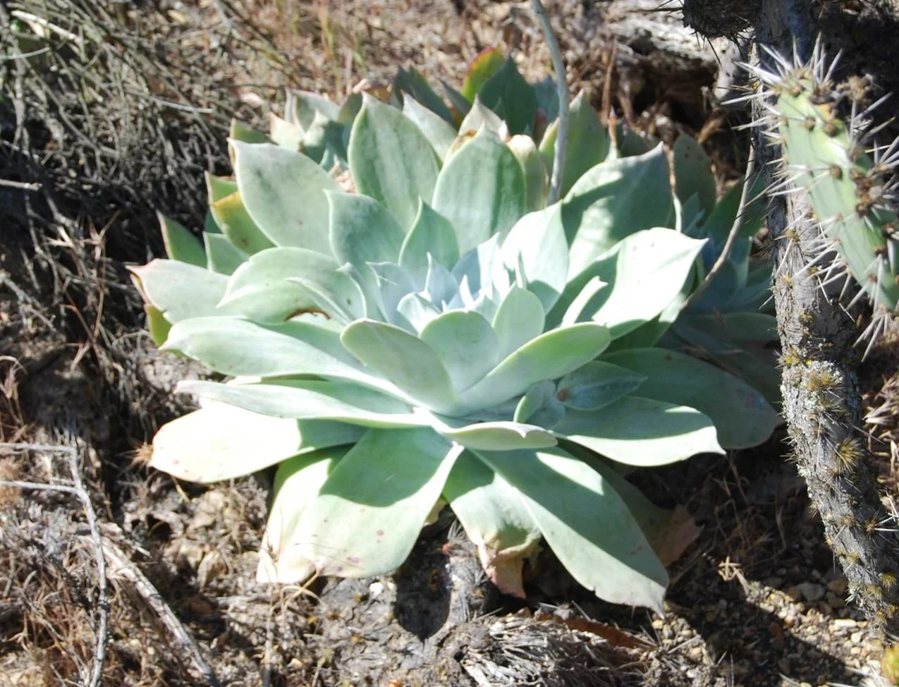 dudleya-pulverulenta-11apr2013-1.jpg