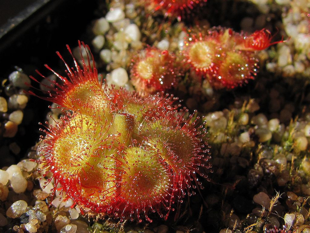 Fresh-Drosera-sessilifolia-20-Seeds-Carnivorous-Sundew-Plant.jpg