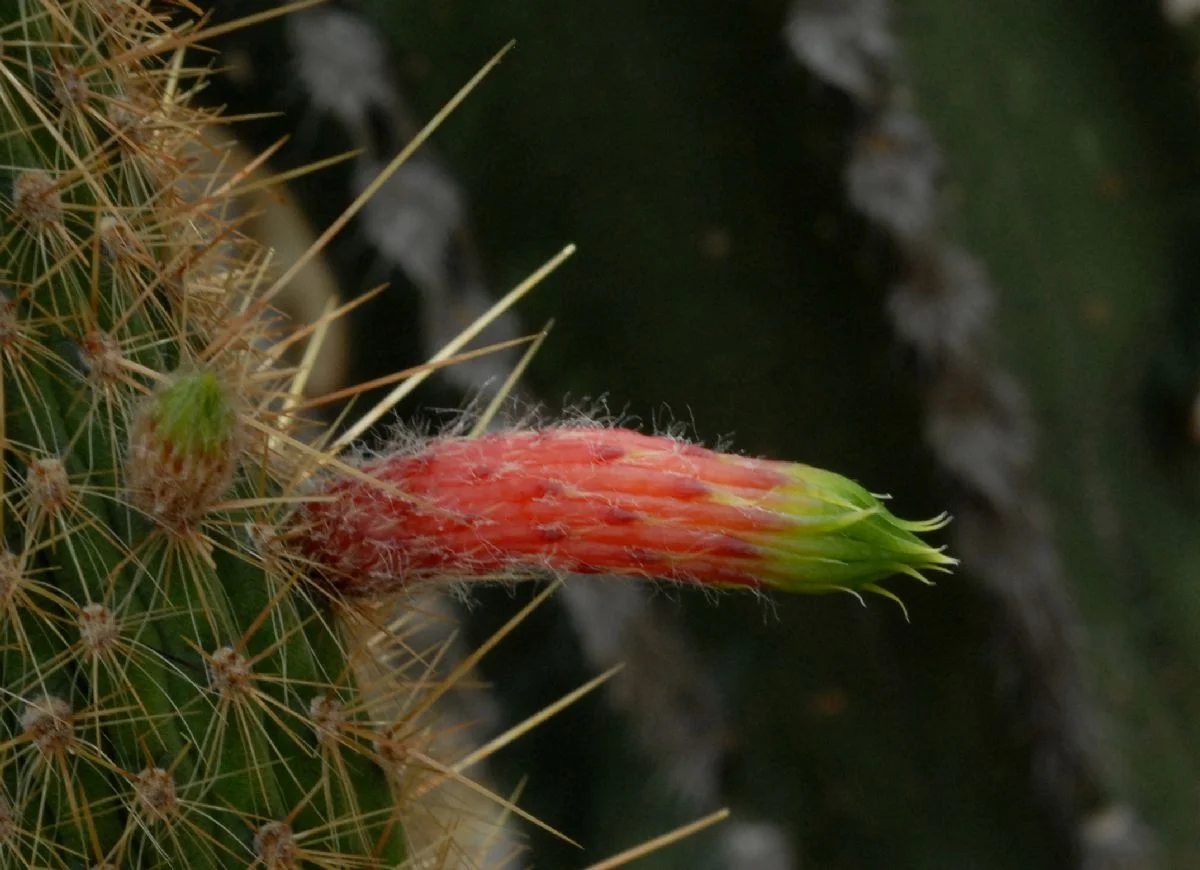 Cleistocactus_smaragdiflorus.JPG