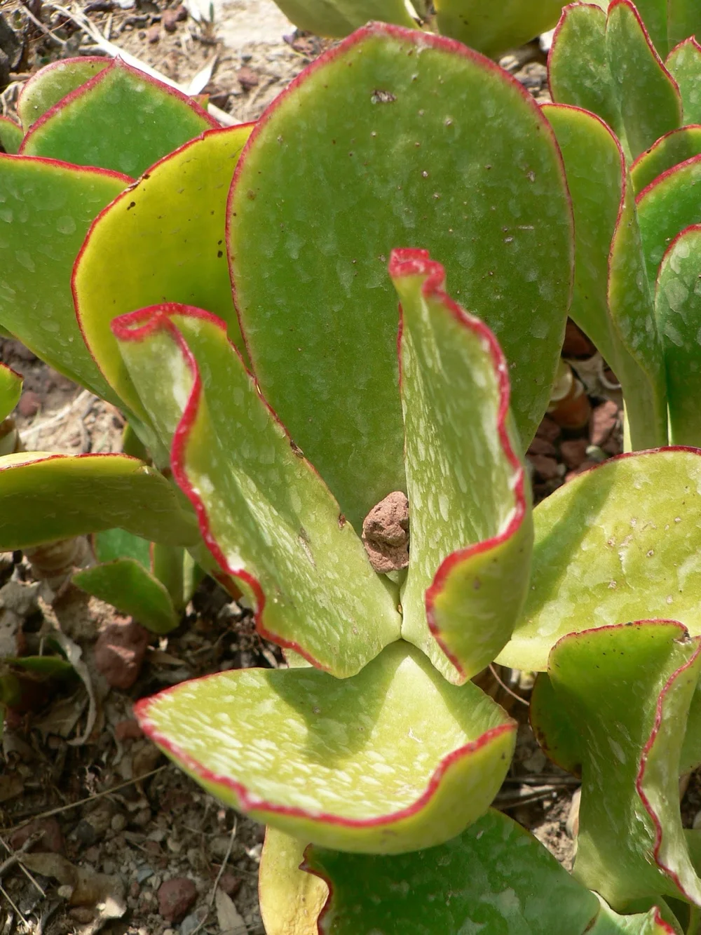 Pig's Ear - 20 seeds  rareplant