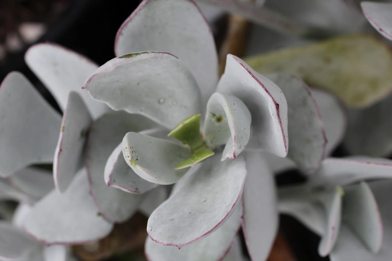 Pig's Ear - 20 seeds