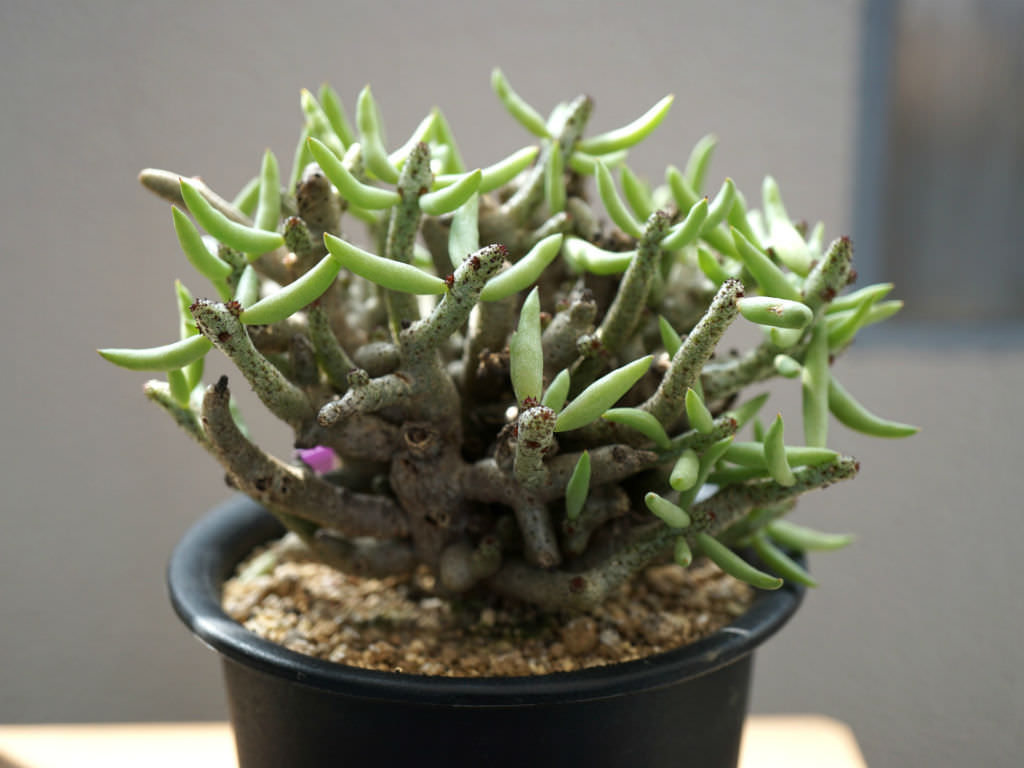 Tylecodon-buchholzianus1.jpg