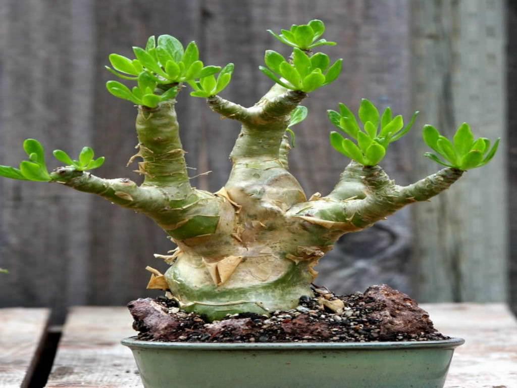 Tylecodon-paniculatus-Butter-Tree1.jpg