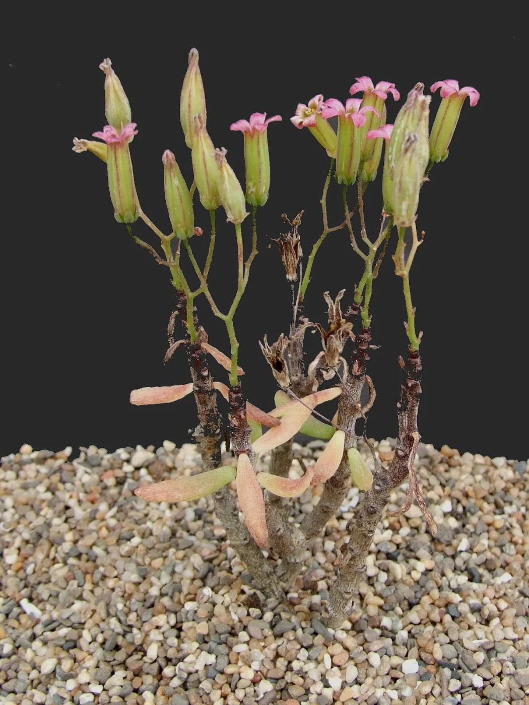 Tylecodonbleckiae1-vi.jpg