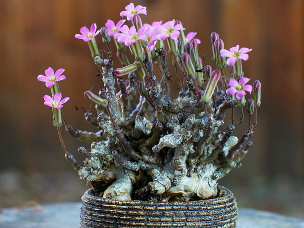 Tylecodon-schaeferianus1.jpg