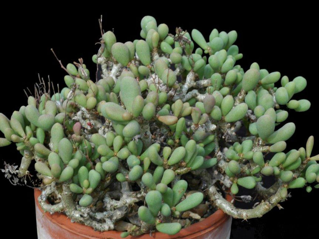 Tylecodon-schaeferianus3.jpg