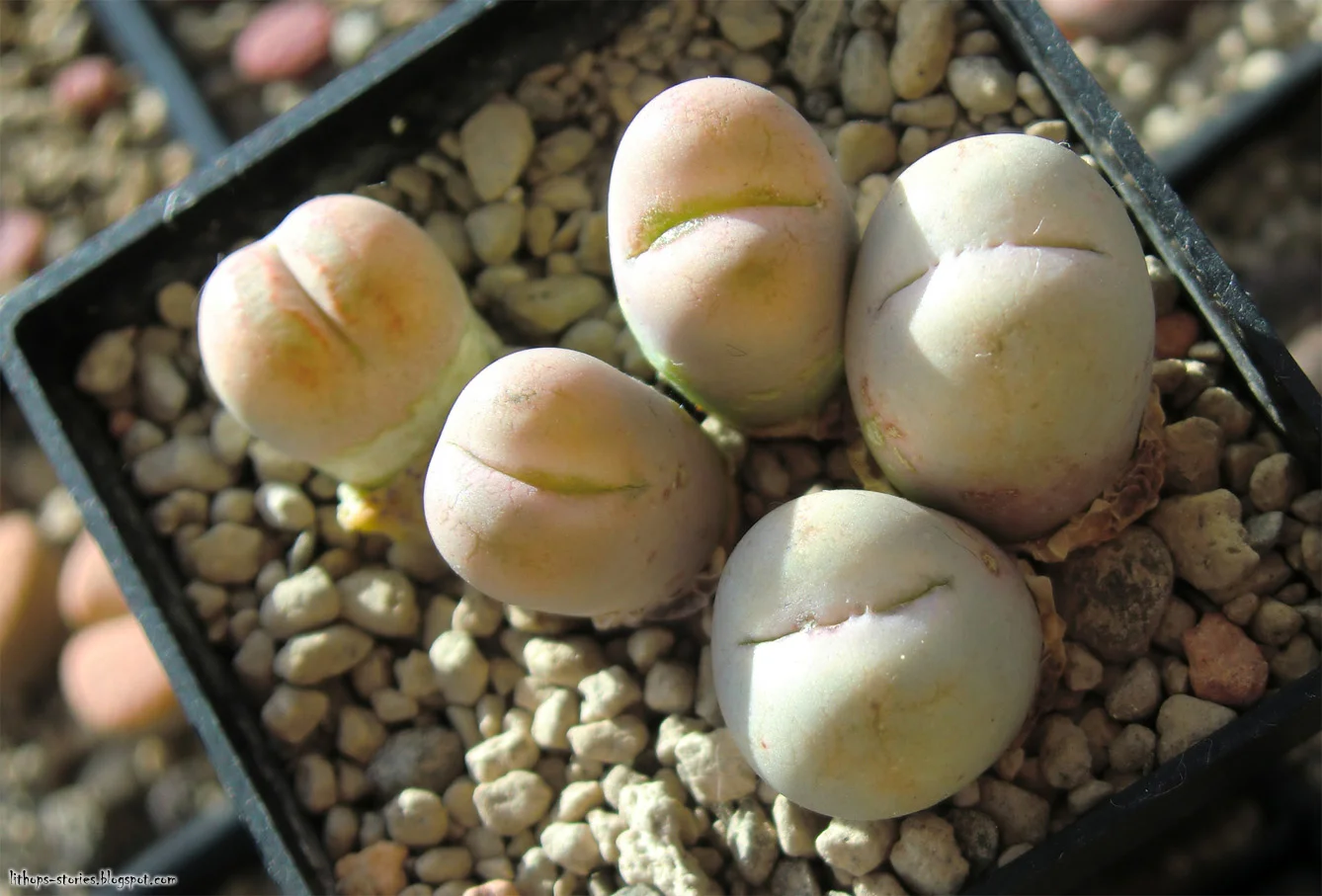 C388 steineckeana_504.jpg