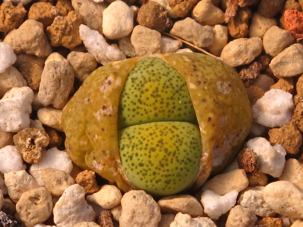 Lithops terricolor 'Speckled Gold' C345A - 10 seeds — rareplant