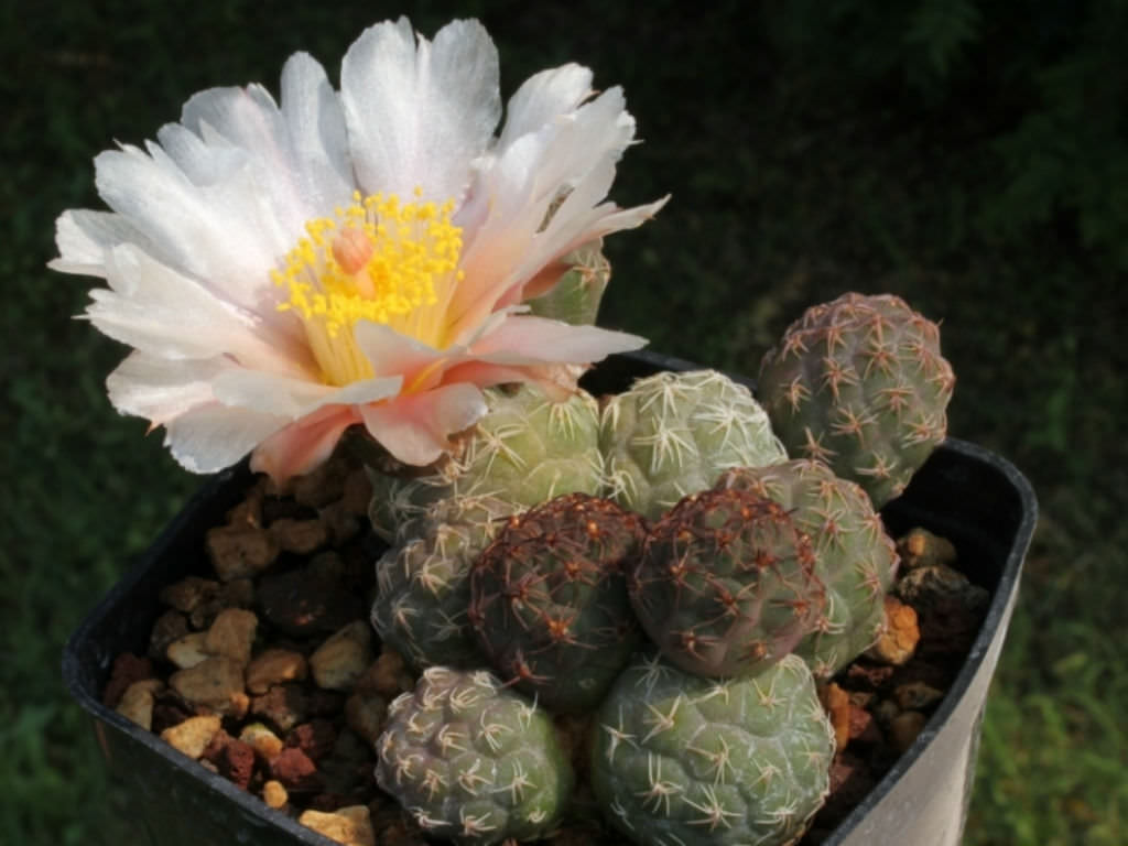 tephrocactus geometricus punoides 5 seeds rare cactus opuntia 