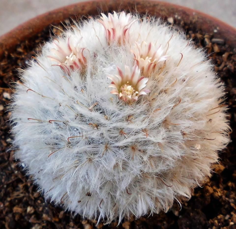 Powder Puff cactus - 10 seeds  rareplant