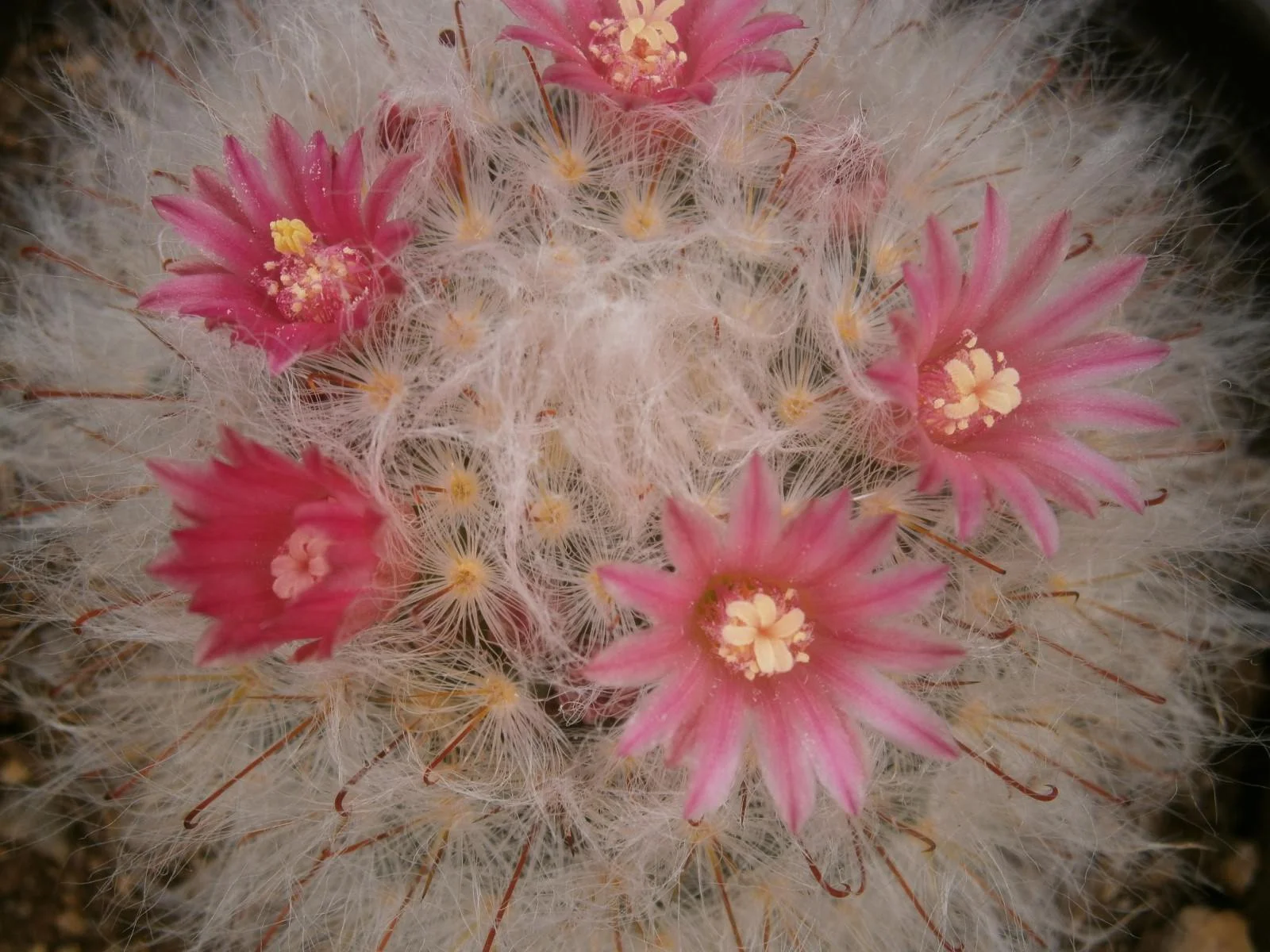 Mammillaria-bocasana.jpg
