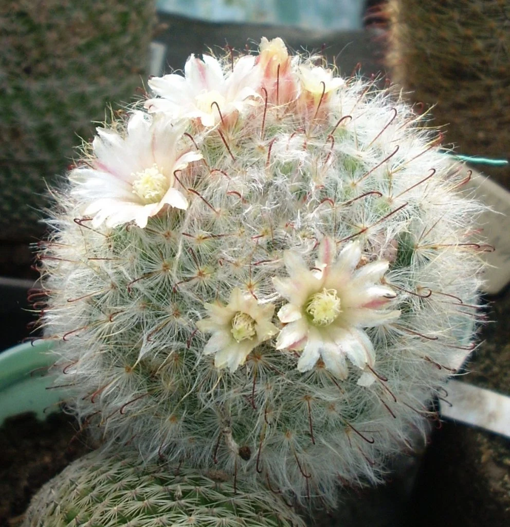 Powder Puff cactus - 10 seeds  rareplant