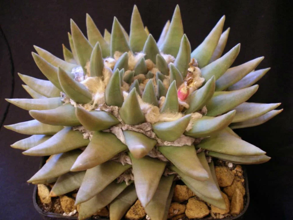Ariocarpus-retusus-subsp.-trigonus-Star-Rock2.jpg