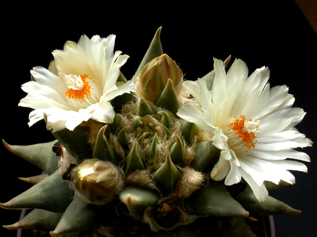 Ariocarpus-retusus-subsp.-trigonus-Star-Rock3.jpg