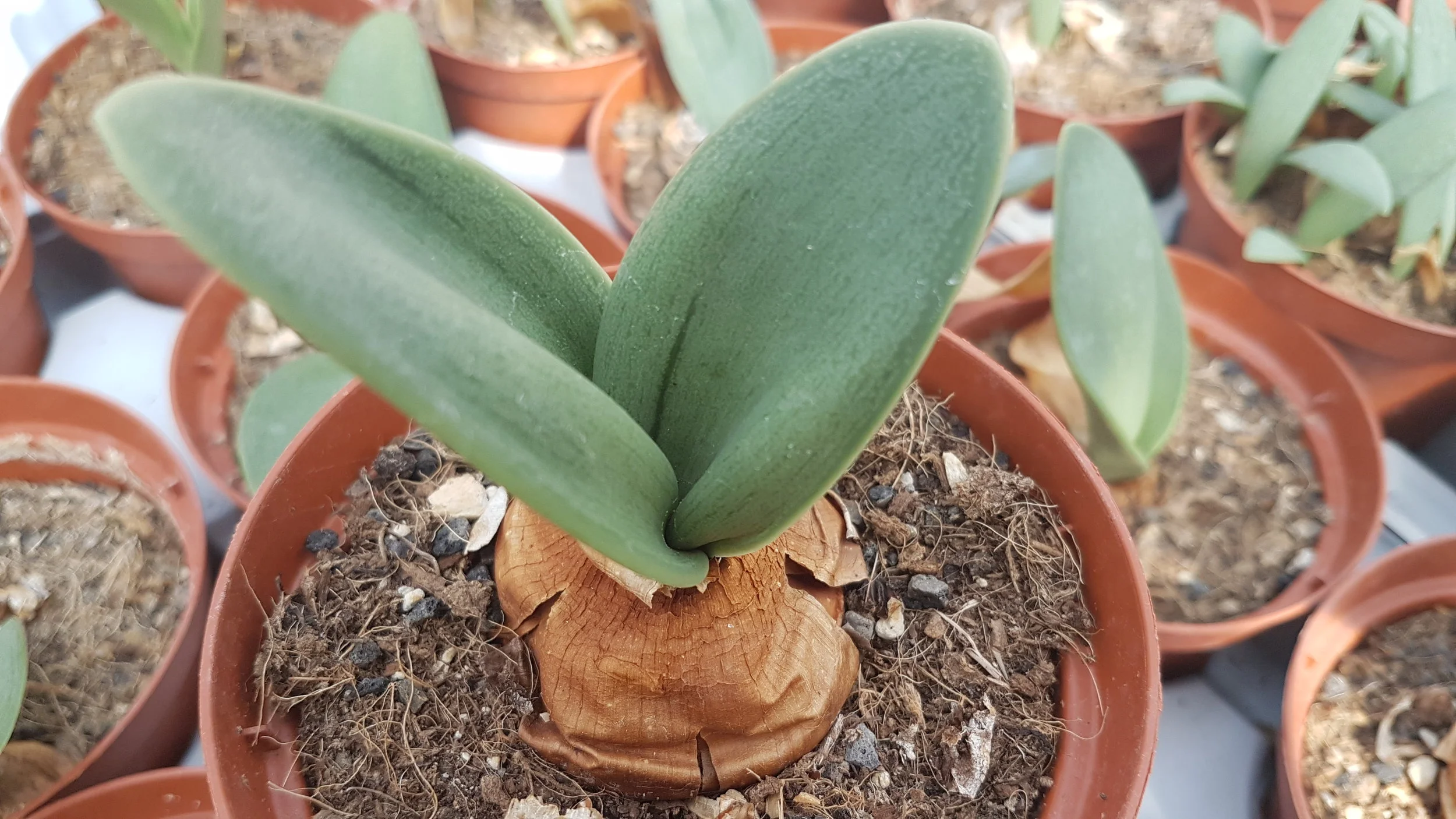 RAUHIA-PERUVIANA.jpg