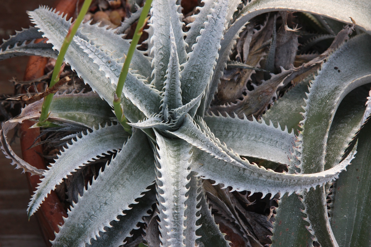 dyckia_marnier-lapostollei_1.jpg