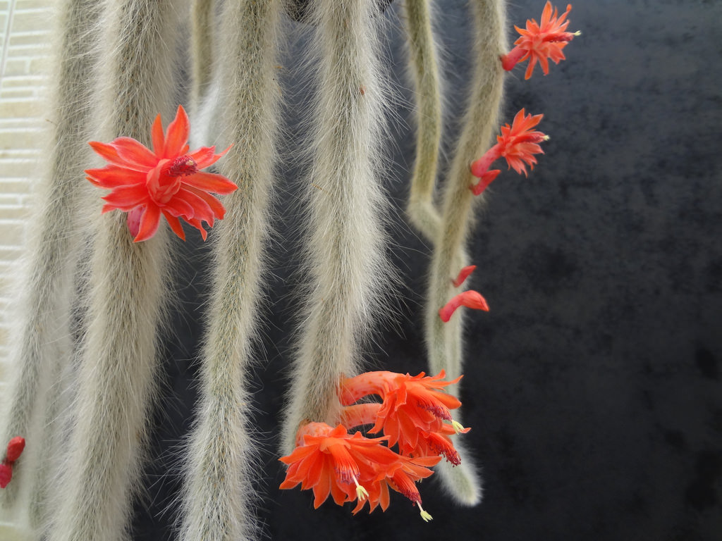 10 Pcs Cacti Cleistocactus Colademononis Monkey Tail Seeds Home Beautiful Flower 