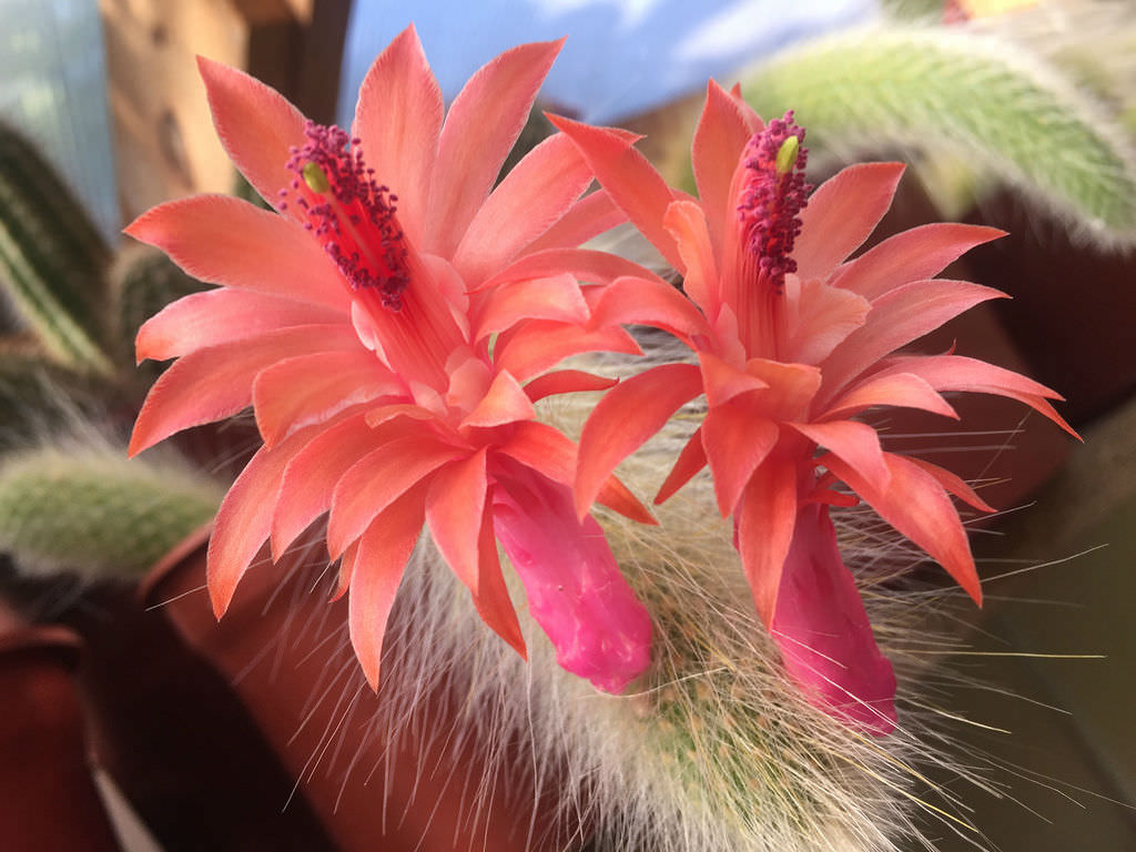 Cleistocactus-winteri-subsp.-colademononis-Monkeys-Tail3.jpg