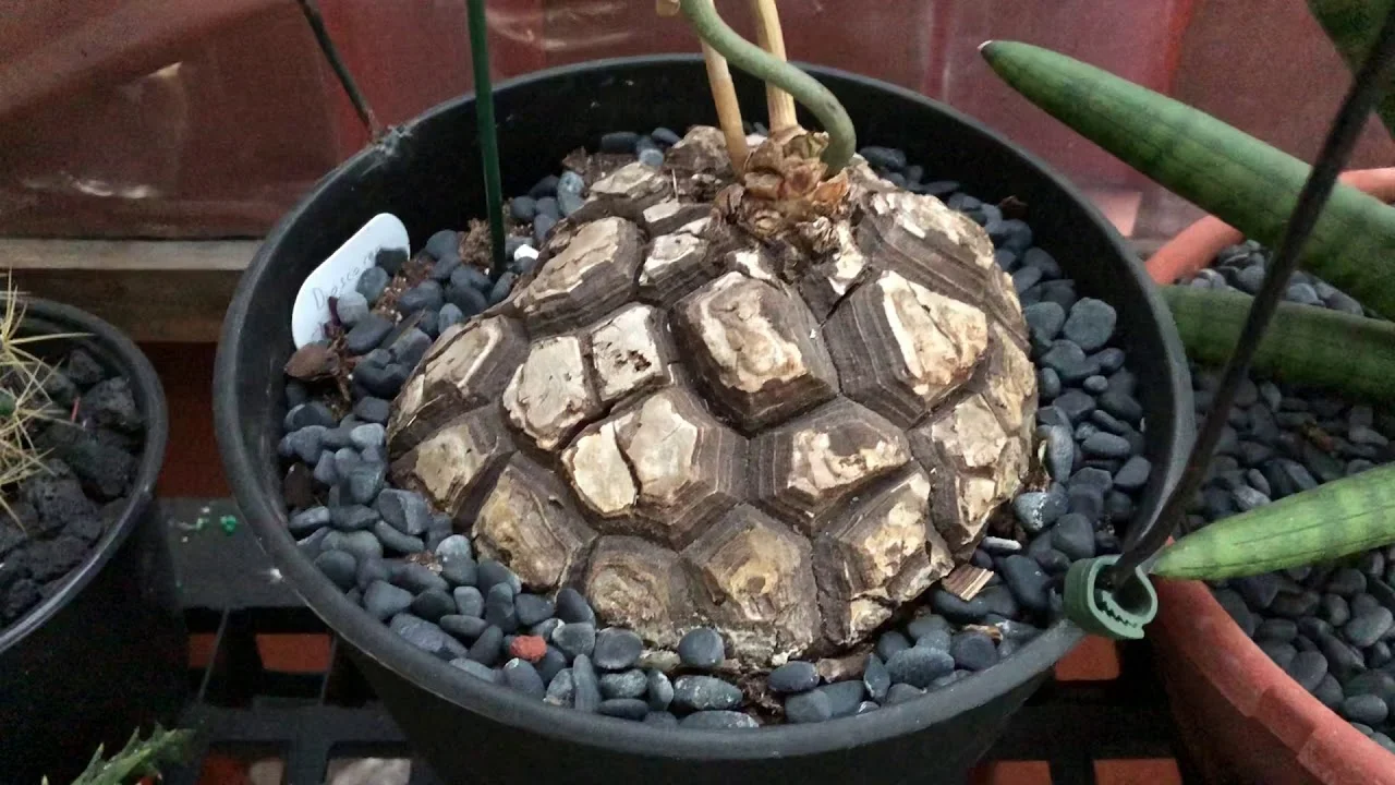 Dioscorea Hamiltonii In September 2023 By Hlchan - Foto 5