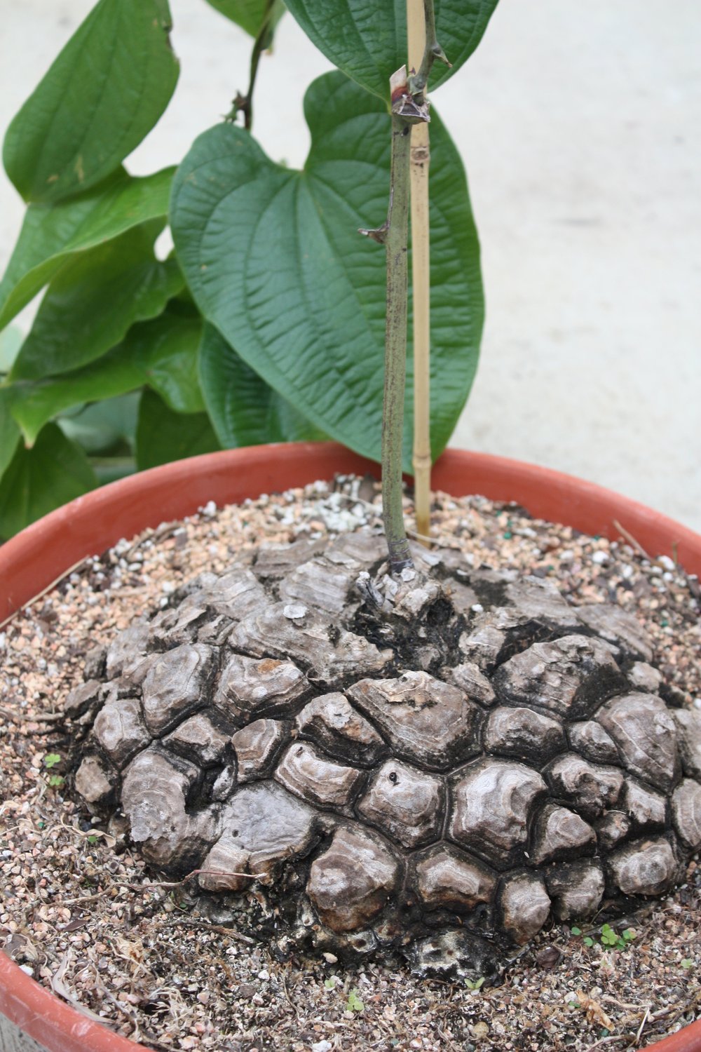 5 Semi Di Dioscorea Elephantipes (Piede Di Elefante) – Pianta Caudex Rara Da Collezione