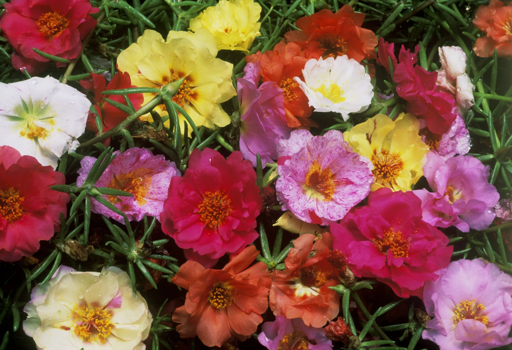 portulaca-58e83e765f9b58ef7ec46899.jpg