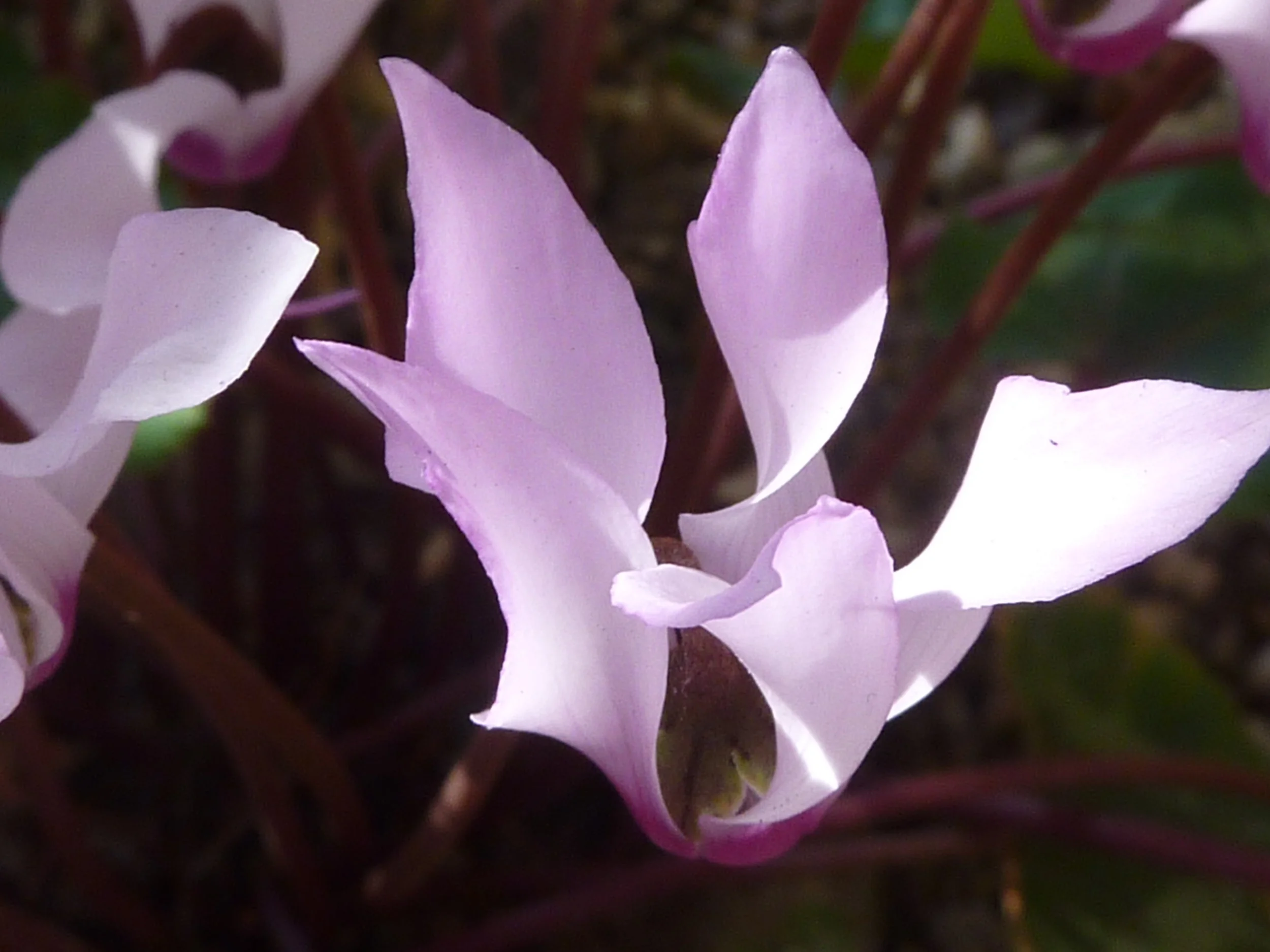 Cyclamen_persicum_Mill._(Myrsinaceae)_flower.jpg