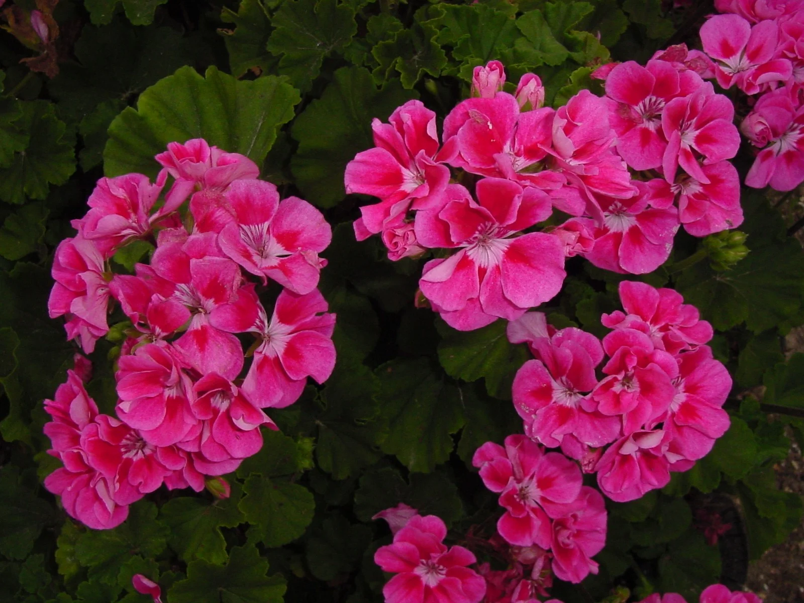 Fantasia-Strawberry-Sizzle-Geranium.jpg