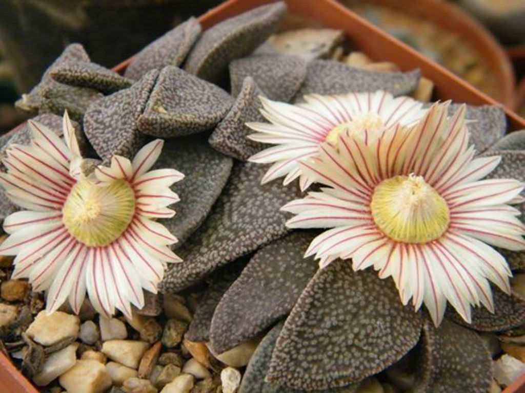 Aloinopsis-rubrolineata3.jpg