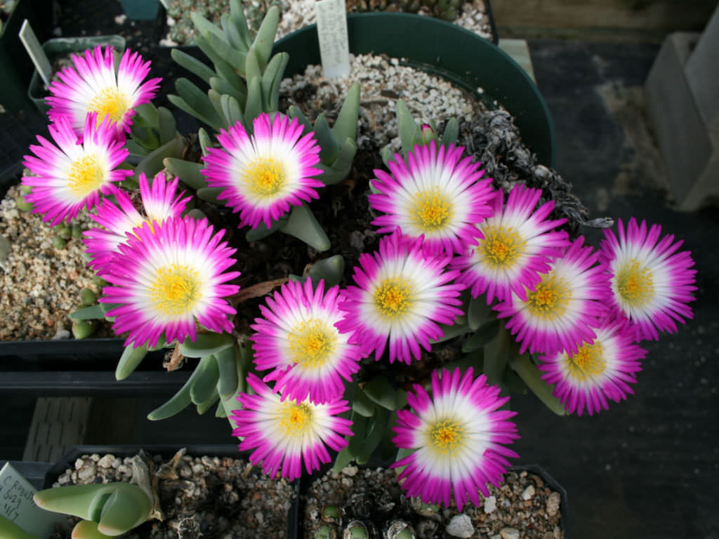 Antimima-ventricosa1.jpg