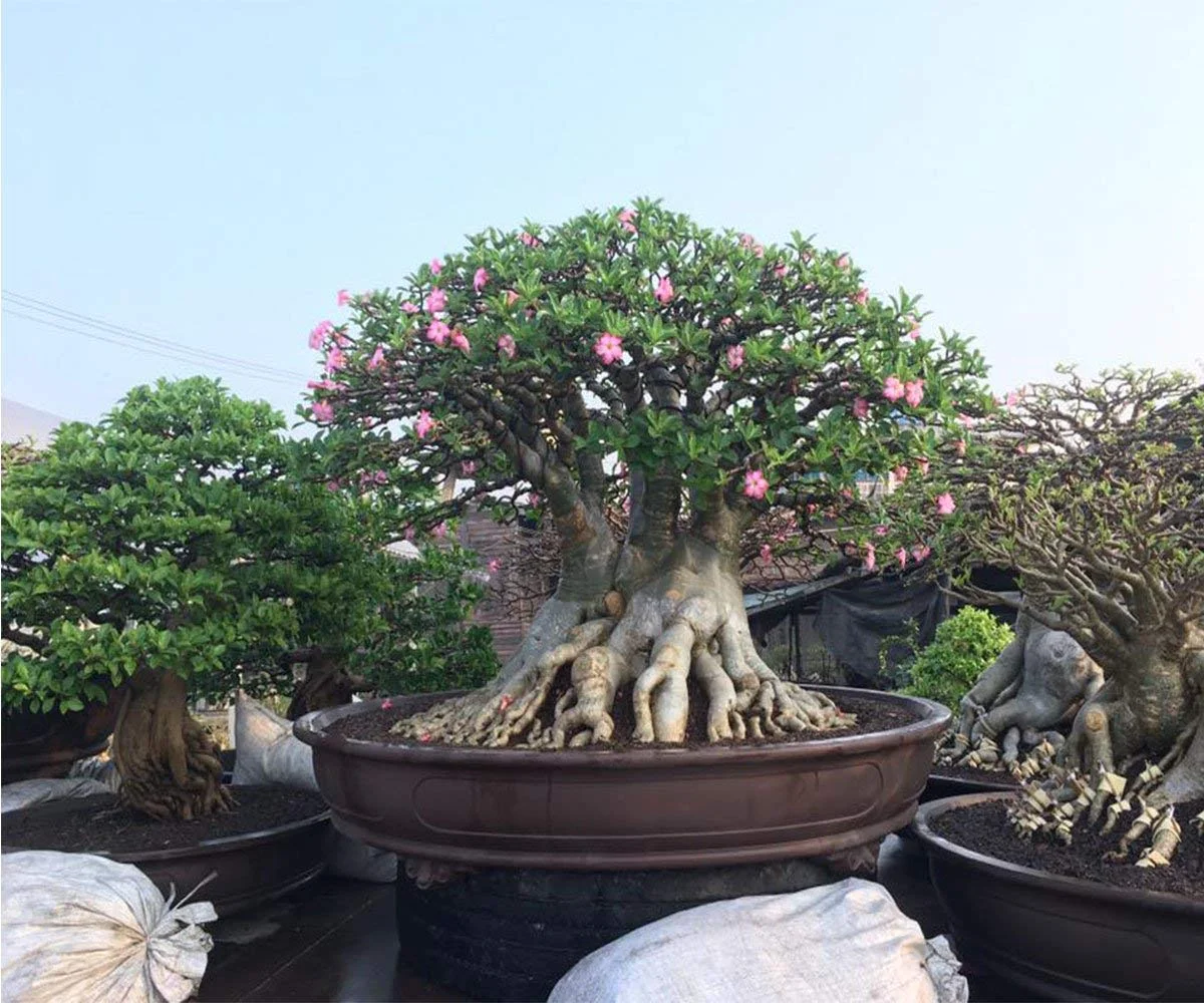 plants that hang over pots small hanging pot (pack of 20)