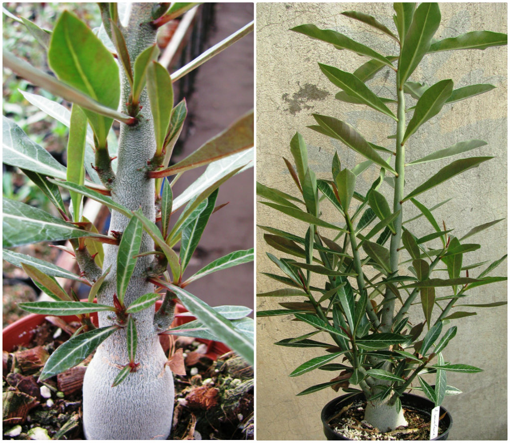 Adenium-somalense-11.jpg