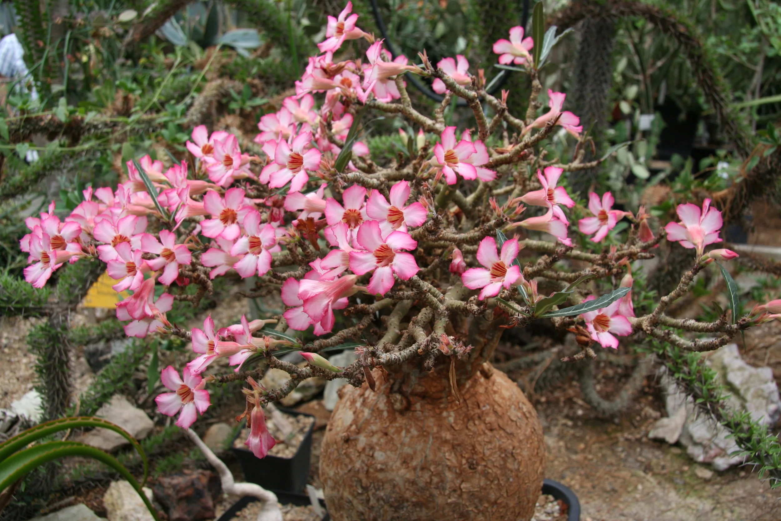 Adenium somalense - 5 seeds