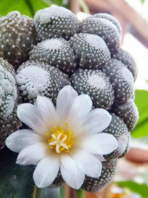 Blossfeldia liliputana - 20 seeds  rareplant
