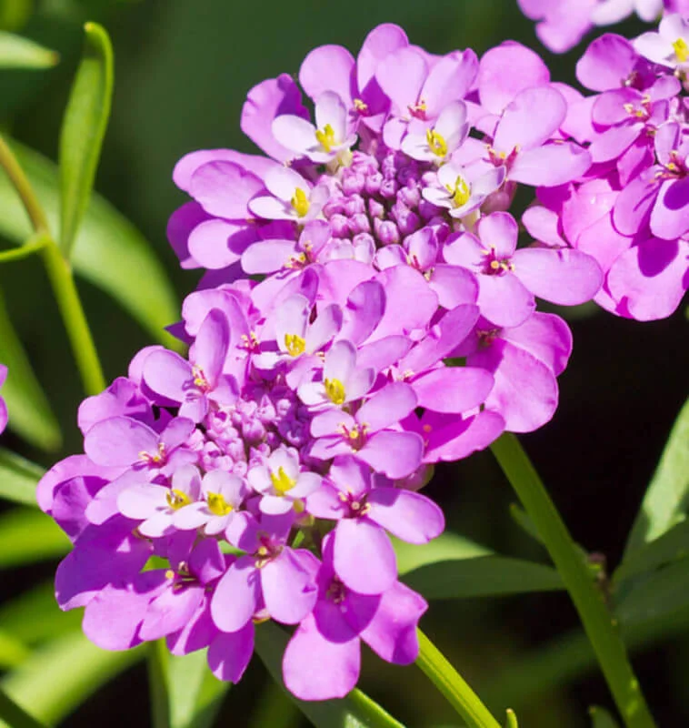 FL2042_Candytuft-758x800.jpg