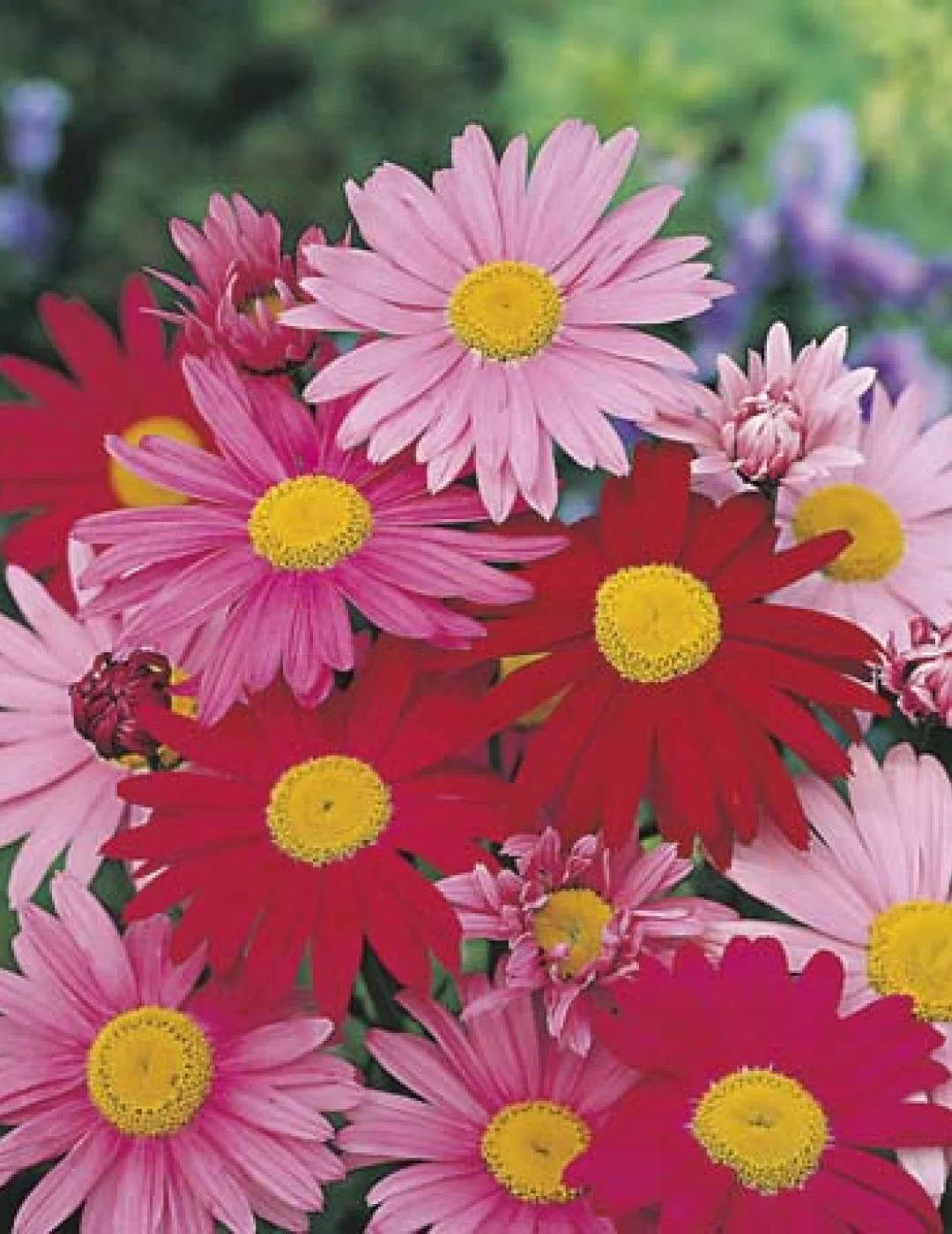 13909-fl-pyrethrum-large-flowered-hybrids_2.jpg