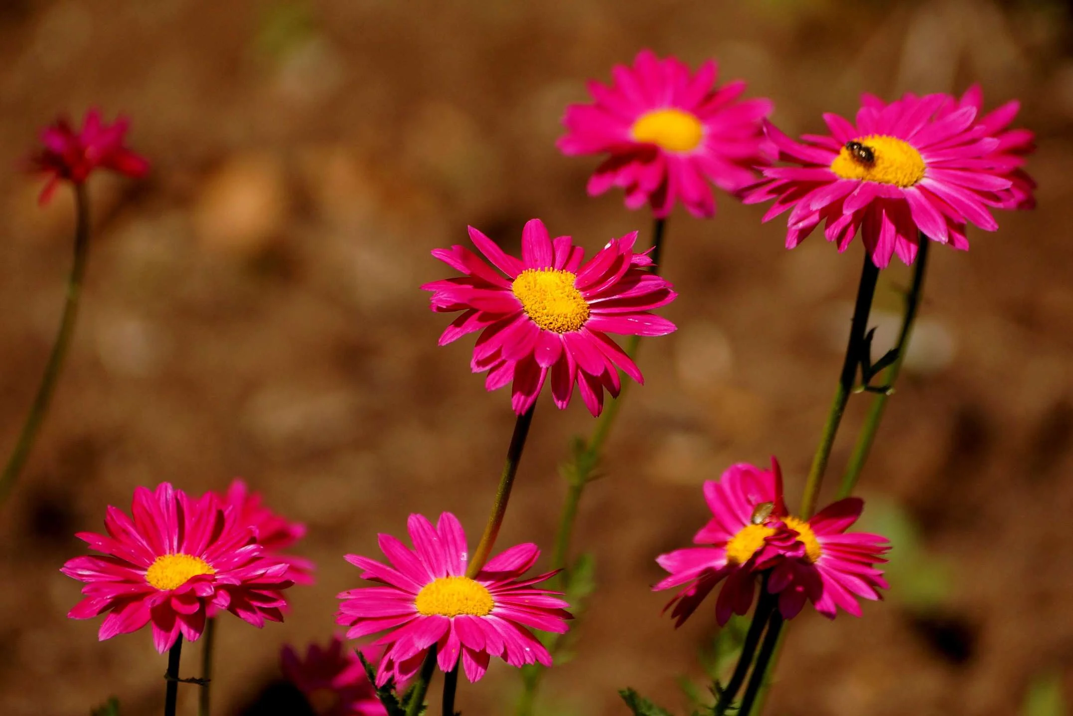 Chrysanthemum-coccineum-złocień-różowy-1-1.jpg