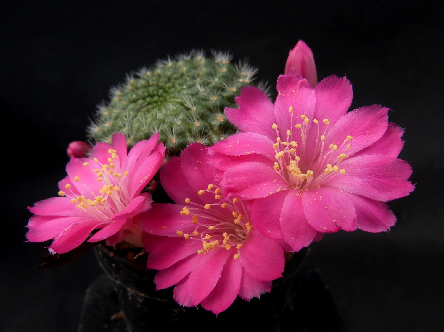 Rebutia violaciflora - 10 seeds  rareplant