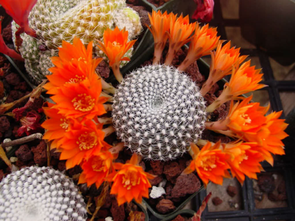 Rebutia-marsoneri-Krainz-Crown-Cactus1.jpg