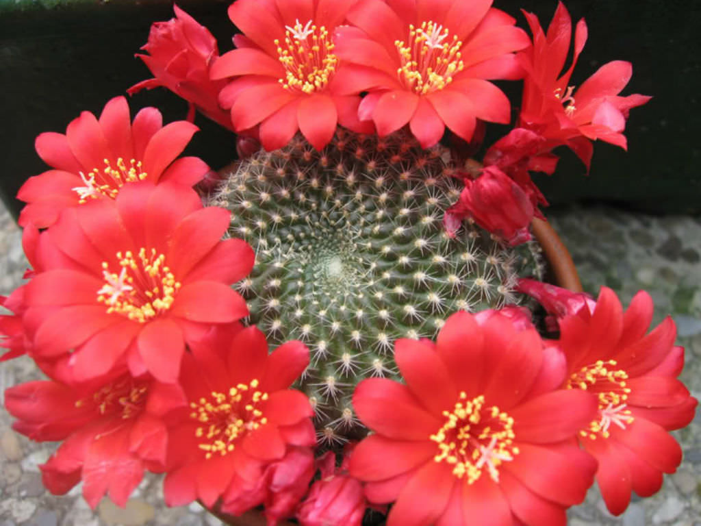 Rebutia-marsoneri-Krainz-Crown-Cactus2.jpg
