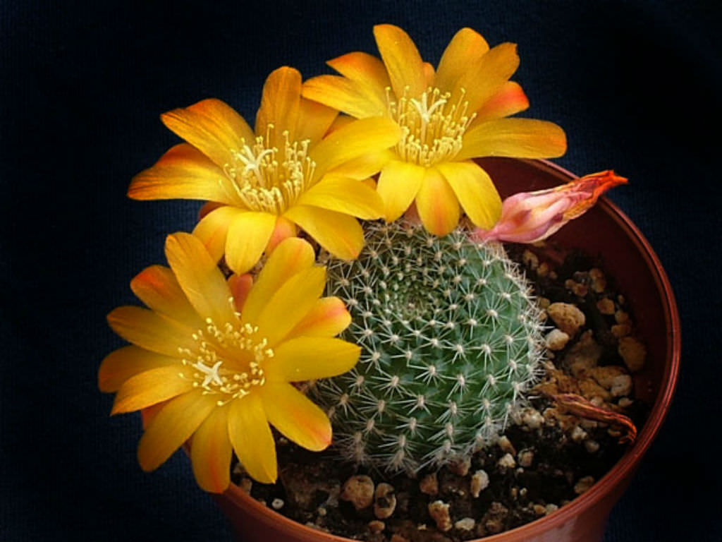 Rebutia-marsoneri-Krainz-Crown-Cactus3.jpg