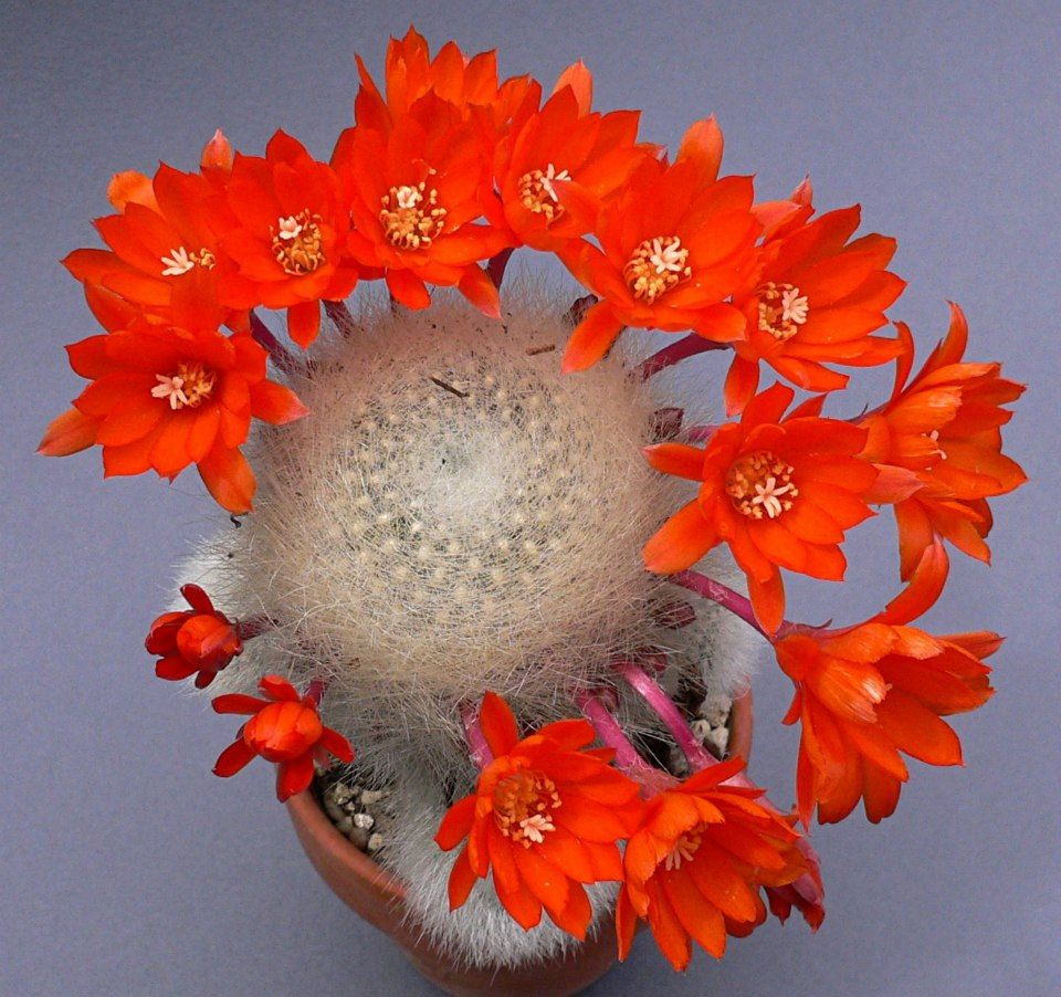 Rebutia mix - 20 seeds