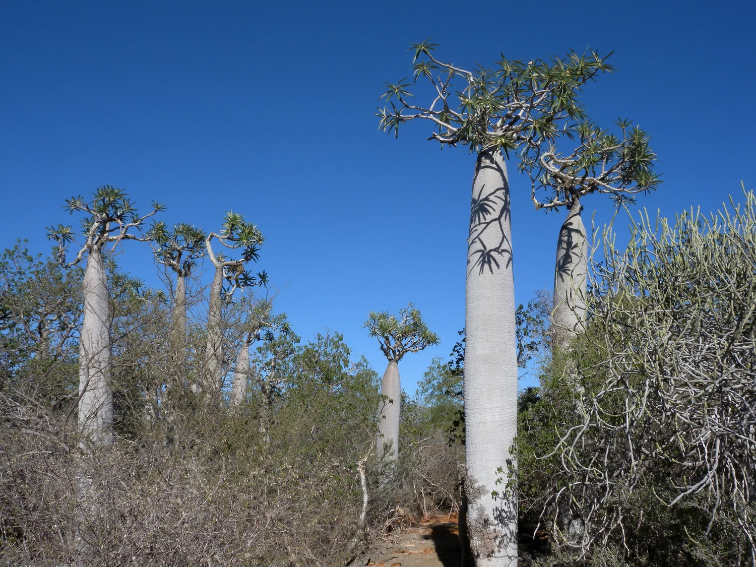 Semi Rari Di Pachypodium Geayi (Palma Del Madagascar) - Confezione Da 5 Semi, Pianta Grassa Succulenta