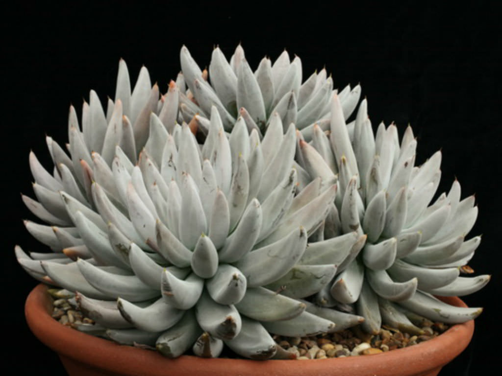 Echeveria-tolimanensis3.jpg
