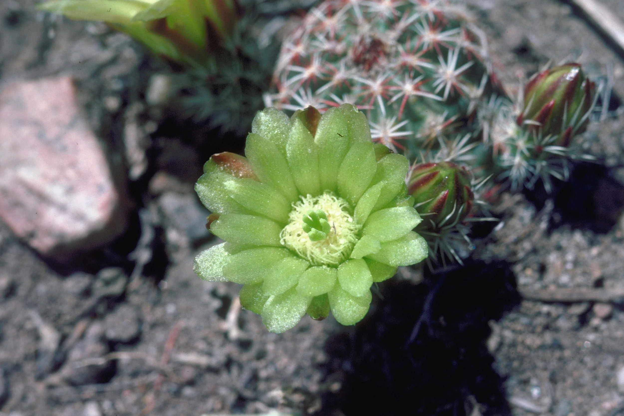 Echinocereus_viridiflorus_1211034.jpg