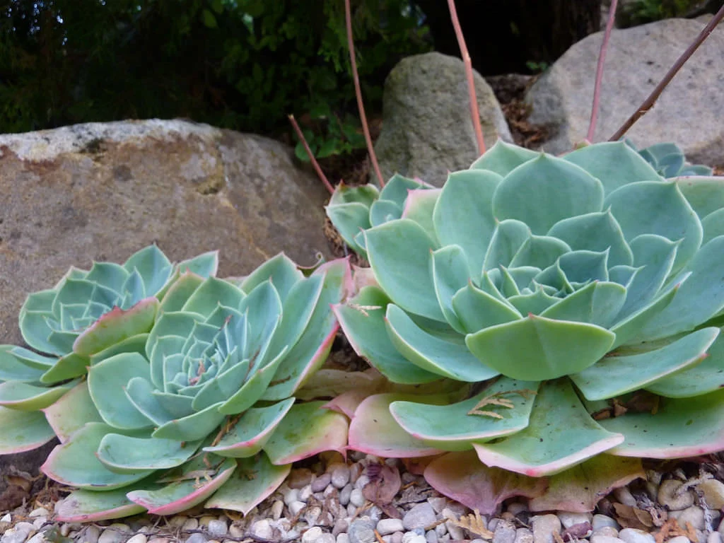 Echeveria-secunda-Old-Hens-and-Chicks-Blue-Echeveria3.jpg
