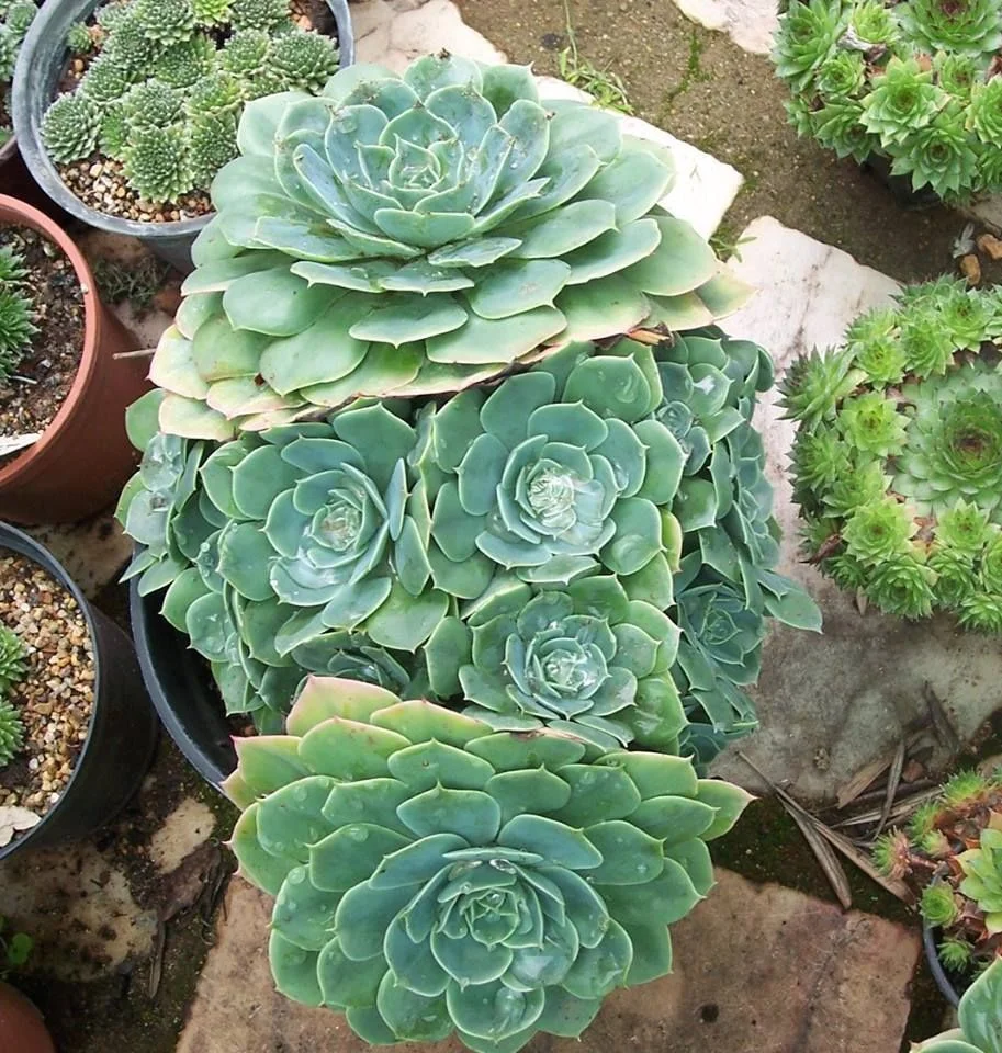 ring of fire variegata Philodendron, Ring of Fire Variegated 4
