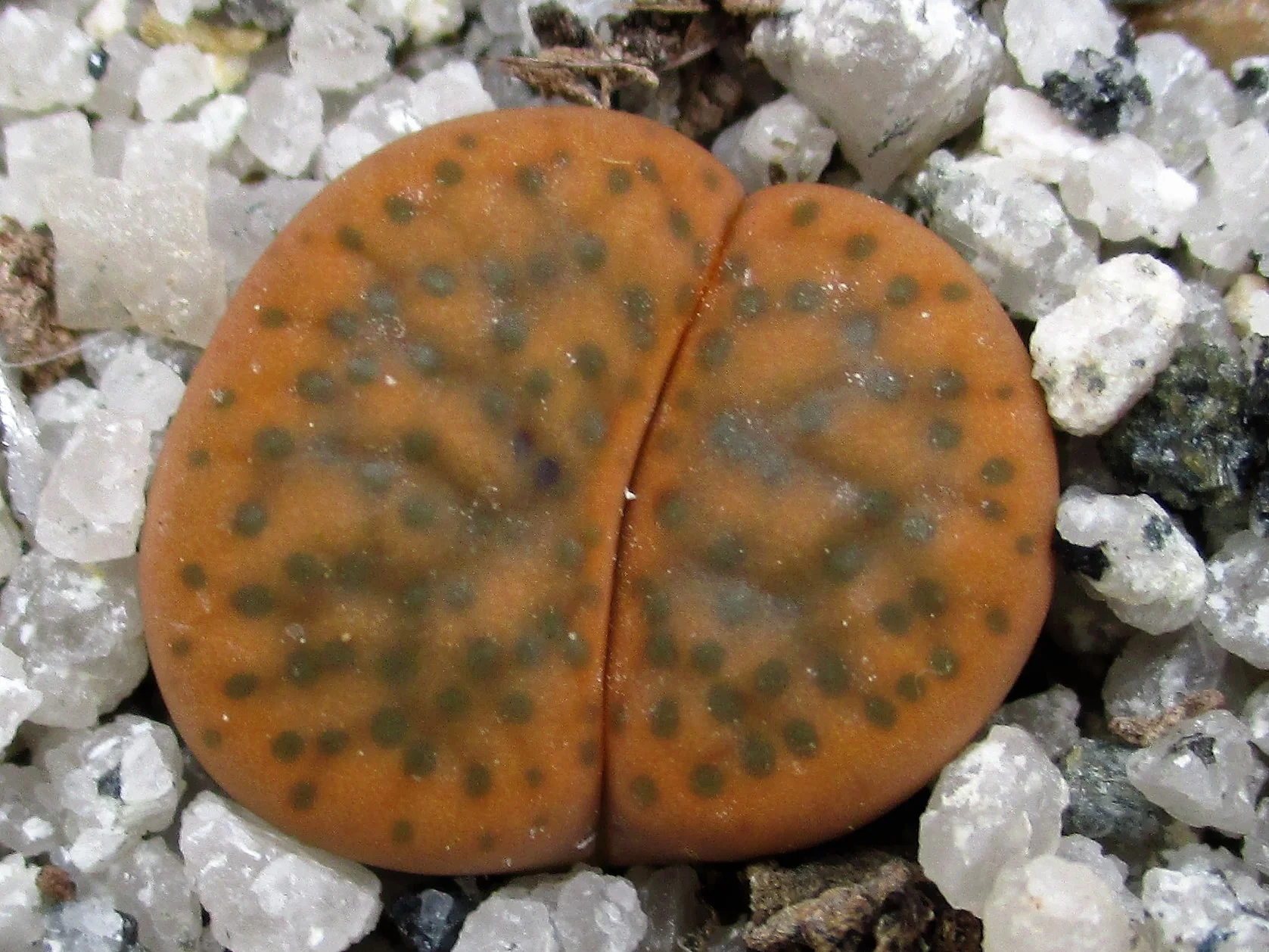 lithops-fulviceps-v.-laevigata-c-412.jpg
